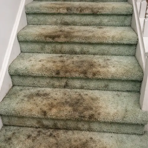 fremont carpet cleaners (2) fremont carpet cleaners (2)